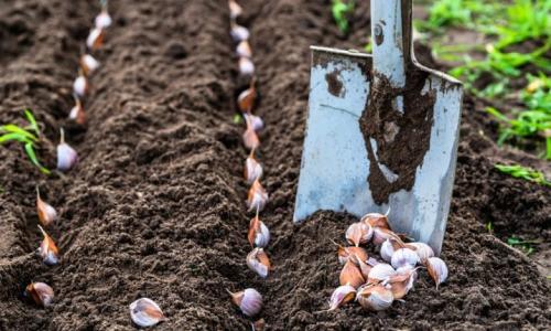 Все секреты выращивания крупного чеснока. Подкормки 03 Все секреты выращивания крупного чеснока. Подкормки 03