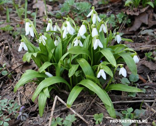 Осенняя посадка мелколуковичных: 5 проверенных методов 01