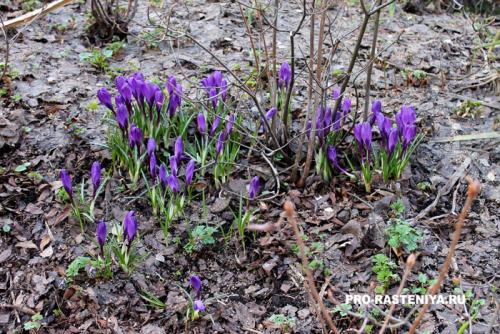 Осенняя посадка мелколуковичных: 5 проверенных методов 13