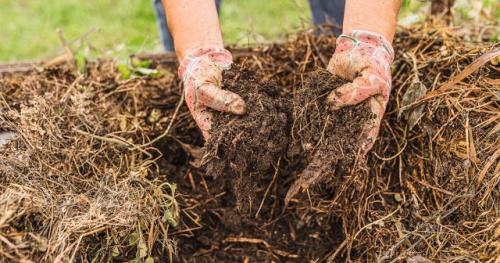 Нужно ли поливать мелколуковичные растения после осенней посадки. Подготовка места для посадки цветов осенью