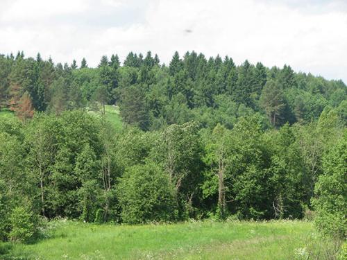 Ель голубая карликовые сорта. Сорта голубой карликовой ели, фото с названиями, колючие низкорослые ели для сада