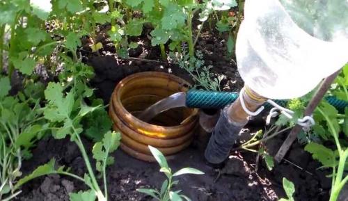 Виноград бодрый описание сорта. Виноград Бодрый: описание сорта, правила посадки и способы ухода