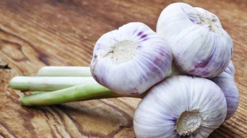 Озимый чеснок когда убирать. Когда убирать посаженный под зиму чеснок?