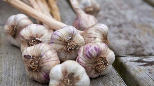 Озимый чеснок, как выглядит. Нюансы выращивания озимого чеснока