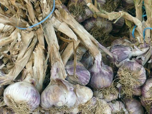 Чеснок посадка и уход. Как сажать в грунт