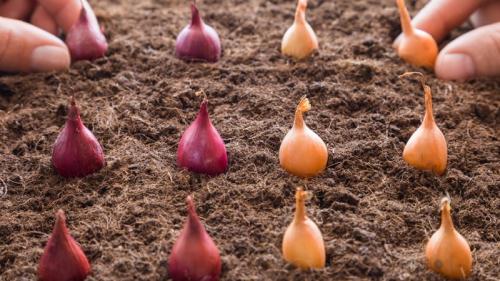 Какое расстояние между луковицами оптимально при осенней посадке. Технология посадки лука под зиму: на какой глубине и расстоянии друг от друга сажать