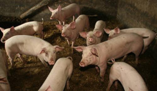 Годится ли свиной навоз на роль удобрения?
