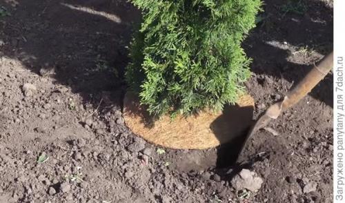 Какую пользу для огорода приносит куриный помет. Куриный помет - польза или бизнес?