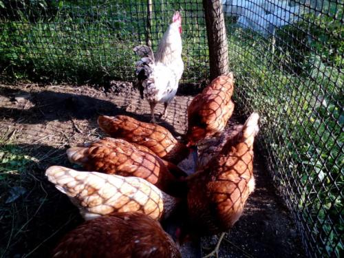 Куриный помет это азотное удобрение. Удобрение почвы куриным пометом