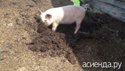 Годится ли свиной навоз на роль удобрения?