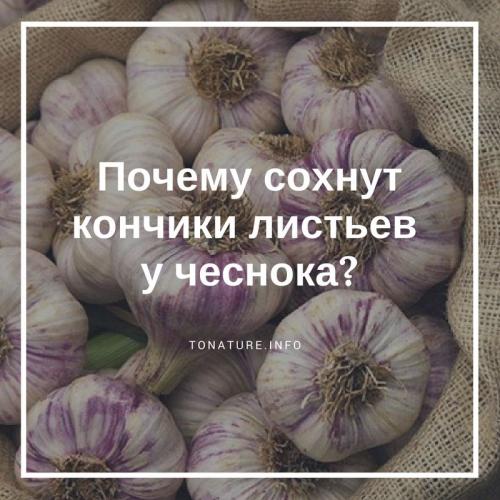 Почему сохнут кончики чеснока. Почему сохнут кончики листьев у чеснока?