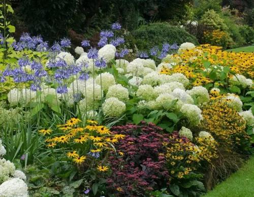 Осенняя посадка: лучшие многолетники и двулетники для вашего сада 07