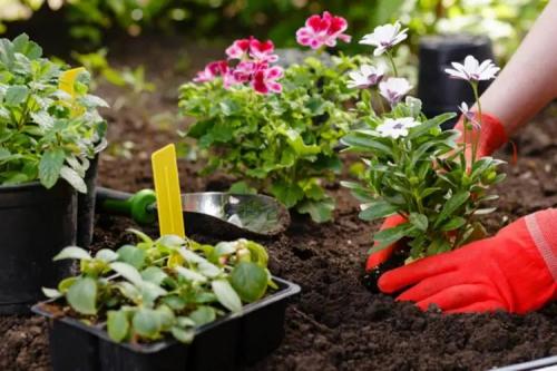 Осенняя посадка: лучшие многолетники и двулетники для вашего сада 06