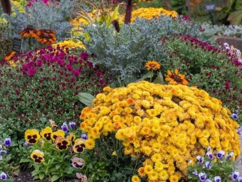 Осенняя посадка: лучшие многолетники и двулетники для вашего сада 02