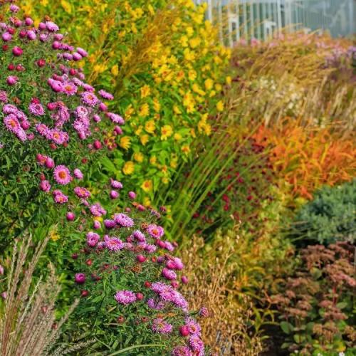 Осенняя посадка: лучшие многолетники и двулетники для вашего сада 04