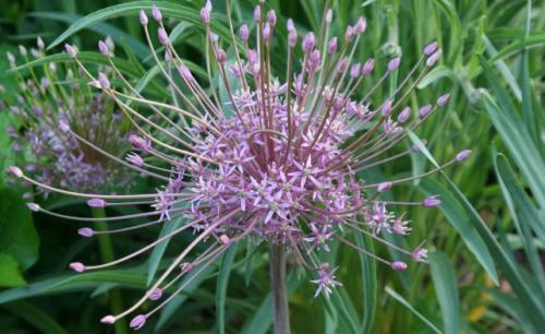 Декоративные луки в дизайне сада. Самые красивые декоративные луки для посадки в цветник осенью 13 Декоративные луки в дизайне сада. Самые красивые декоративные луки для посадки в цветник осенью 13