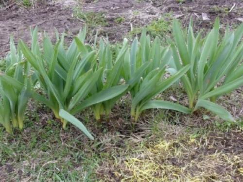 Декоративные луки в дизайне сада. Самые красивые декоративные луки для посадки в цветник осенью 15 Декоративные луки в дизайне сада. Самые красивые декоративные луки для посадки в цветник осенью 15