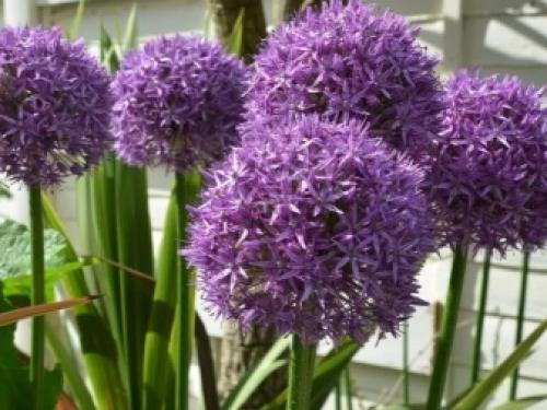 Декоративные луки в дизайне сада. Самые красивые декоративные луки для посадки в цветник осенью 16 Декоративные луки в дизайне сада. Самые красивые декоративные луки для посадки в цветник осенью 16