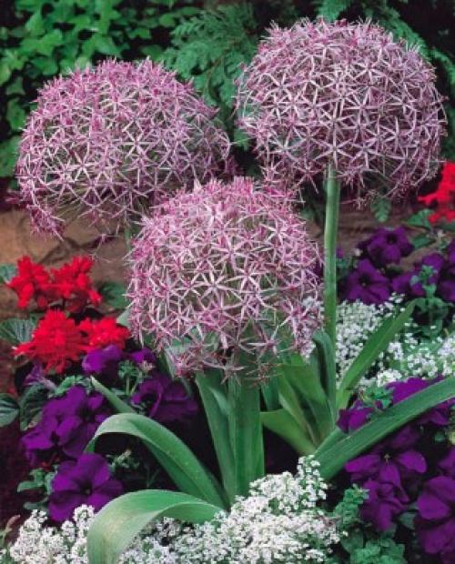 Декоративные луки в дизайне сада. Самые красивые декоративные луки для посадки в цветник осенью 12 Декоративные луки в дизайне сада. Самые красивые декоративные луки для посадки в цветник осенью 12