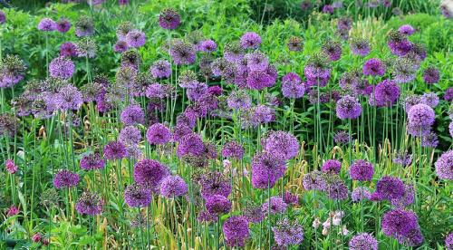 Декоративные луки в дизайне сада. Самые красивые декоративные луки для посадки в цветник осенью 03 Декоративные луки в дизайне сада. Самые красивые декоративные луки для посадки в цветник осенью 03