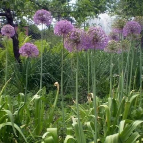 Декоративные луки в дизайне сада. Самые красивые декоративные луки для посадки в цветник осенью 18 Декоративные луки в дизайне сада. Самые красивые декоративные луки для посадки в цветник осенью 18