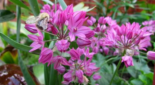 Декоративные луки в дизайне сада. Самые красивые декоративные луки для посадки в цветник осенью 01 Декоративные луки в дизайне сада. Самые красивые декоративные луки для посадки в цветник осенью 01