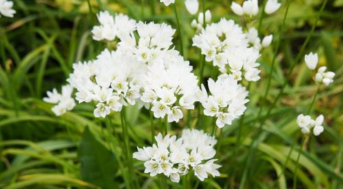 Декоративные луки в дизайне сада. Самые красивые декоративные луки для посадки в цветник осенью 05 Декоративные луки в дизайне сада. Самые красивые декоративные луки для посадки в цветник осенью 05