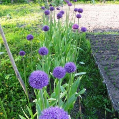 Декоративные луки в дизайне сада. Самые красивые декоративные луки для посадки в цветник осенью 17 Декоративные луки в дизайне сада. Самые красивые декоративные луки для посадки в цветник осенью 17