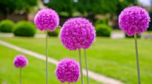 Декоративные луки в дизайне сада. Самые красивые декоративные луки для посадки в цветник осенью 04 Декоративные луки в дизайне сада. Самые красивые декоративные луки для посадки в цветник осенью 04