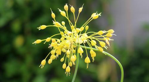 Декоративные луки в дизайне сада. Самые красивые декоративные луки для посадки в цветник осенью 02 Декоративные луки в дизайне сада. Самые красивые декоративные луки для посадки в цветник осенью 02