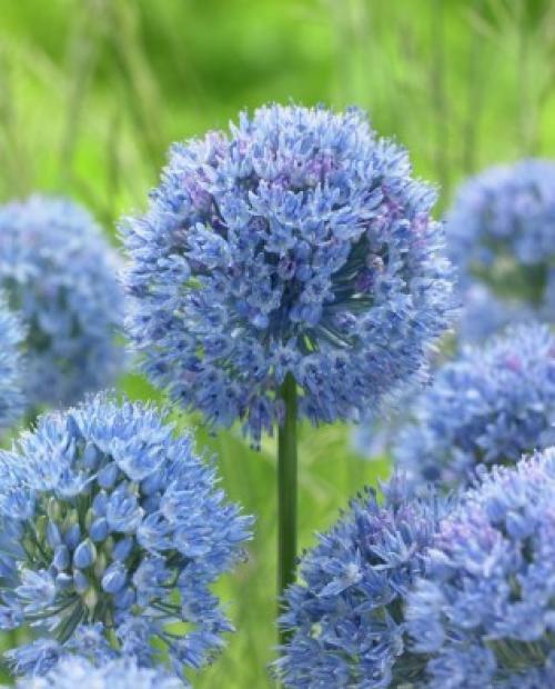 Декоративные луки в дизайне сада. Самые красивые декоративные луки для посадки в цветник осенью 11 Декоративные луки в дизайне сада. Самые красивые декоративные луки для посадки в цветник осенью 11