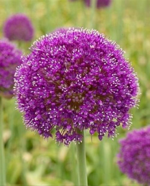 Декоративные луки в дизайне сада. Самые красивые декоративные луки для посадки в цветник осенью 10 Декоративные луки в дизайне сада. Самые красивые декоративные луки для посадки в цветник осенью 10