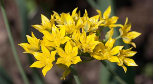 Декоративные луки в дизайне сада. Самые красивые декоративные луки для посадки в цветник осенью 06 Декоративные луки в дизайне сада. Самые красивые декоративные луки для посадки в цветник осенью 06
