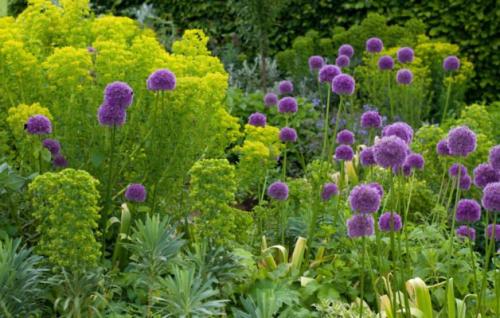 Декоративный лук моля. Что такое декоративный лук