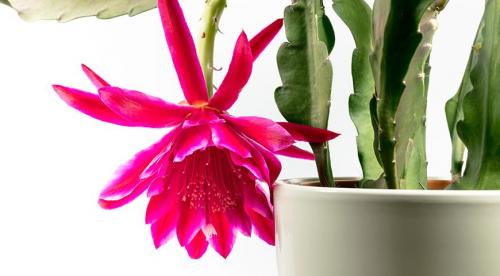 Левкантемелла поздняя или хризантема осенняя поздняя. Что же это за растение? 12