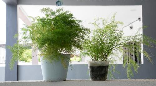 Левкантемелла поздняя или хризантема осенняя поздняя. Что же это за растение? 10