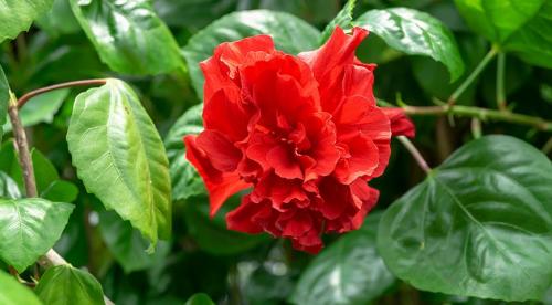 Левкантемелла поздняя или хризантема осенняя поздняя. Что же это за растение? 09