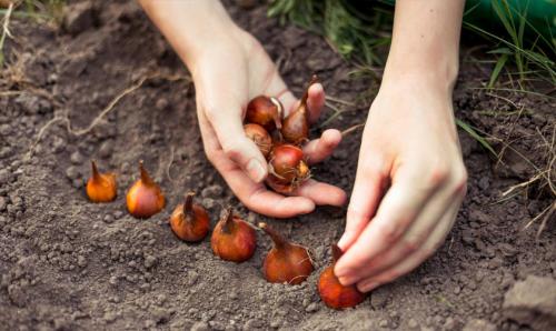 Как правильно высаживать луковичные цветы осенью: советы для начинающих 02