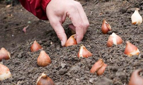 Как правильно высаживать луковичные цветы осенью: советы для начинающих 01