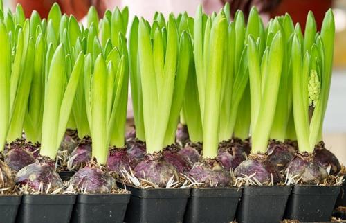 Как хранить луковицы после цветения до следующего сезона. Луковицы: как сохранить зимой