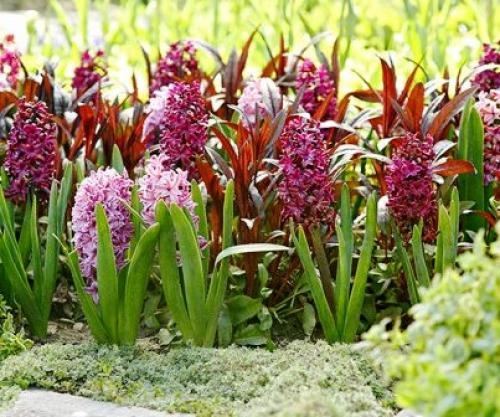 Как создать красивую клумбу из луковичных в горшках: советы и рекомендации 02 Как создать красивую клумбу из луковичных в горшках: советы и рекомендации 02