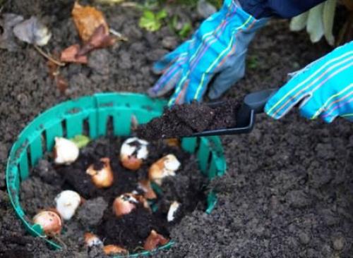 Как создать красивую клумбу из луковичных в горшках: советы и рекомендации 03 Как создать красивую клумбу из луковичных в горшках: советы и рекомендации 03