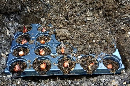 Как выбрать подходящие горшки для создания клумбы из луковичных. Посадка луковичных в корзины.