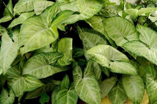 Что такое сингониум. Сингониум (60 фото): виды, выращивание и уход в домашних условиях