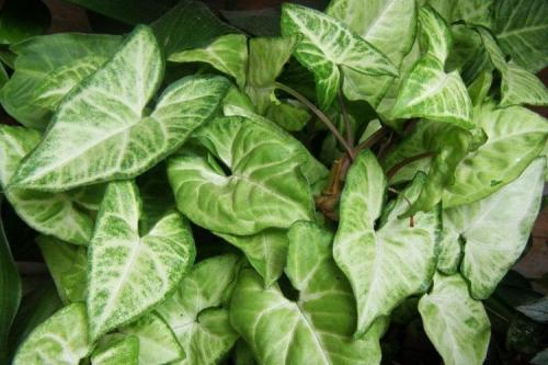 Что такое сингониум. Сингониум (60 фото): виды, выращивание и уход в домашних условиях