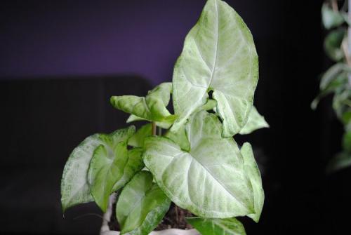 Что такое сингониум. Сингониум (60 фото): виды, выращивание и уход в домашних условиях