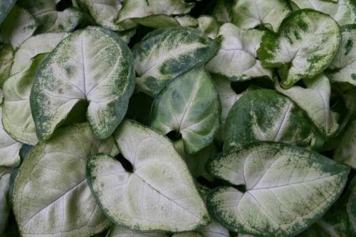 Что такое сингониум. Сингониум (60 фото): виды, выращивание и уход в домашних условиях