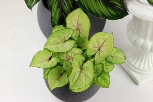 Что такое сингониум. Сингониум (60 фото): виды, выращивание и уход в домашних условиях