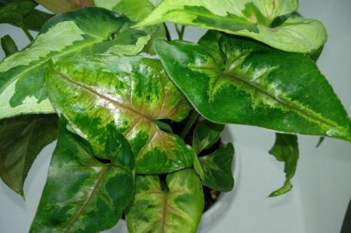 Что такое сингониум. Сингониум (60 фото): виды, выращивание и уход в домашних условиях