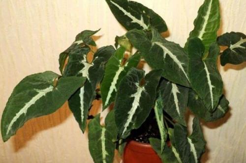 Что такое сингониум. Сингониум (60 фото): виды, выращивание и уход в домашних условиях